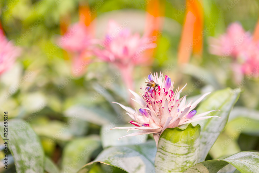 Bee on Bromeliad plant flower over blurred garden background, morning outdoor day light, nature concept background Bee on Bromeliad plant flower over blurred garden background, morning outdoor day light, nature concept background