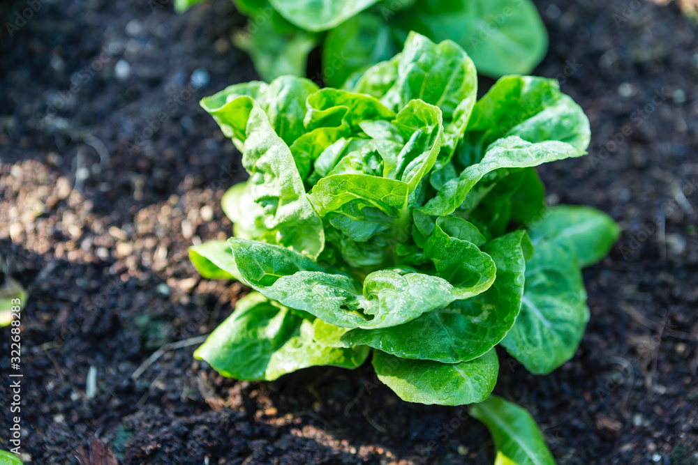 Green lettuce plant in the garden, vegetable farming, organic lettuce, morning outdoor day light, healthy food Green lettuce plant in the garden, vegetable farming, organic lettuce, morning outdoor day light, healthy food