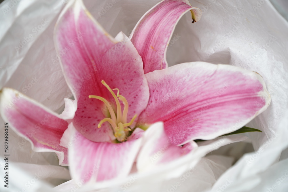 Lily flowers in a white paper bouquet for important days.