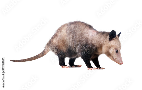 Obraz na plátně The Virginia opossum (Didelphis virginiana) or common opossum—the only marsupial (pouched mammal) found in the United States and Canada