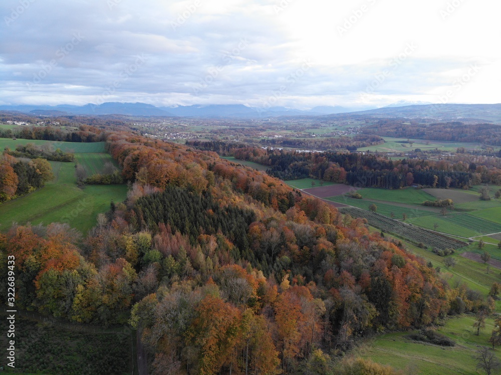 Obraz premium Herbstwald 