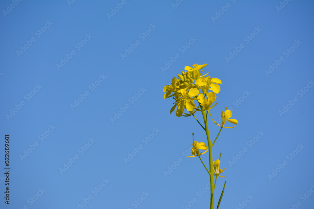 Mustard plant and yellow flowers with blue sky background Mustard plant and yellow flowers with blue sky background