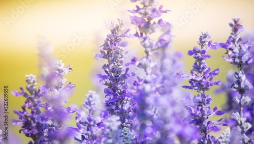 blue salvia purple flowers background