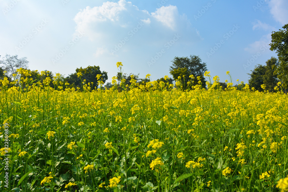Yellow flowers of mustard field with blue sky and clouds sky