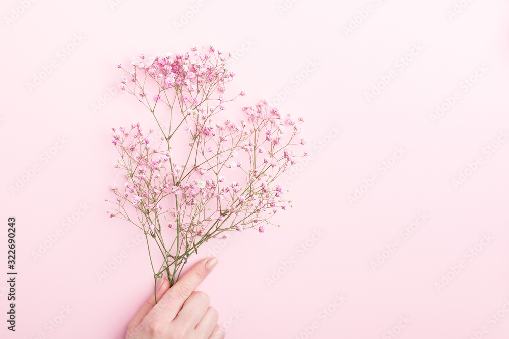 Obraz premium Minimal flower composition.. female hand holding colorful gypsophila over pink pastel background. Flat lay, top view, copy space, mockup