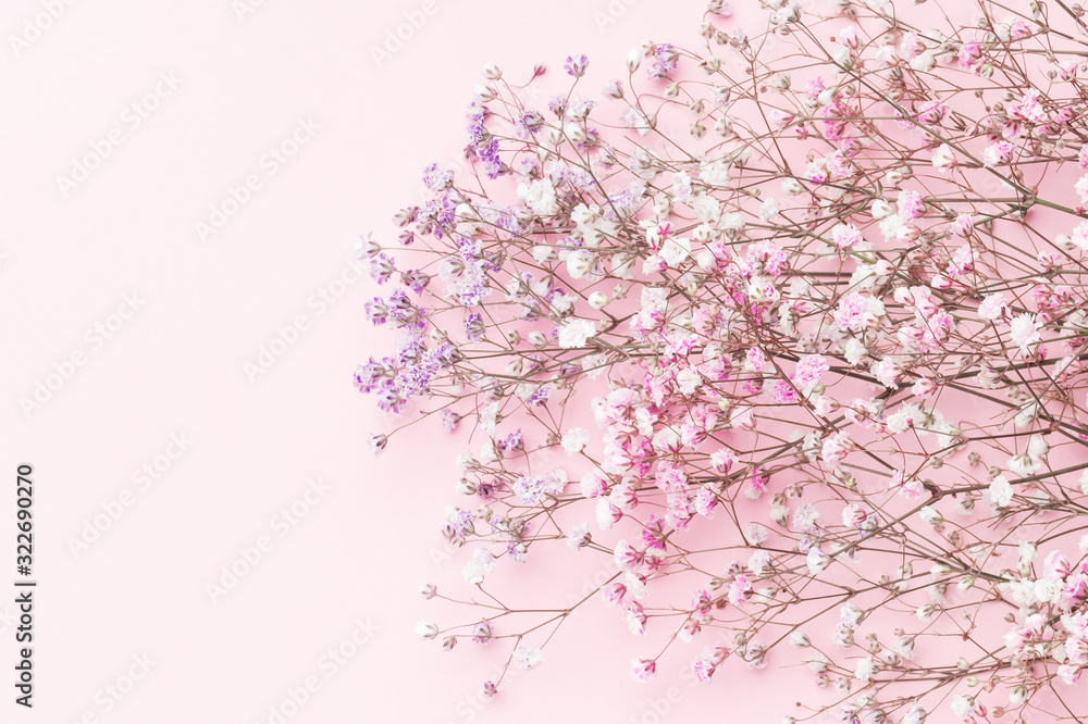Minimal flower composition.. gypsophila pink floral background.  Flat lay, top view, copy space, mockup