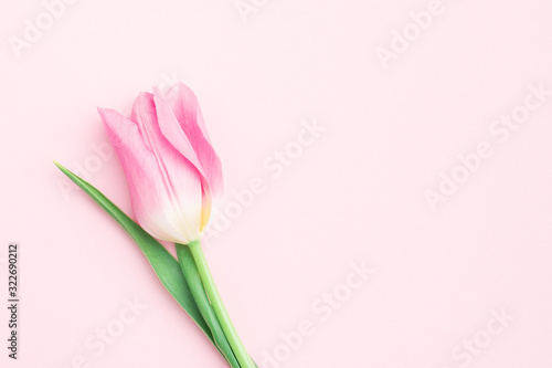 Valentines day, mothers day, womens day concept. Minimal flower composition. Single pink tulip closeup. Flat lay, top view, copy space © Galina_lya