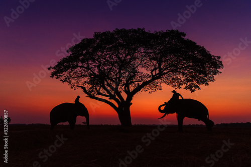 Silhouette of asia Elephants at Surin Thai land on the morning sunset.