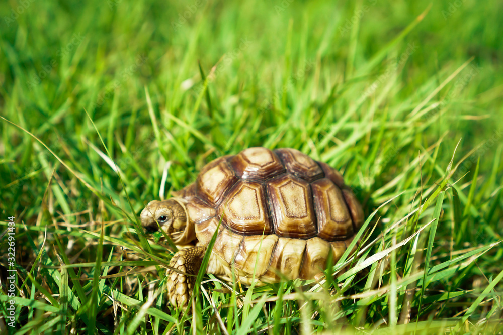 Turtles on the lawn and Suzuka turtles walking on the lawn Turtles on the lawn and Suzuka turtles walking on the lawn