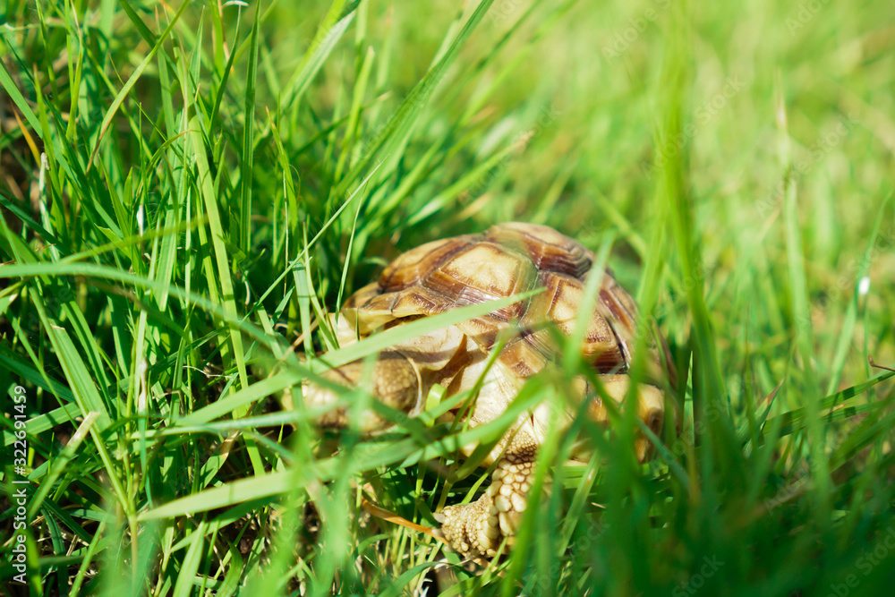 Turtles on the lawn and Suzuka turtles walking on the lawn Turtles on the lawn and Suzuka turtles walking on the lawn