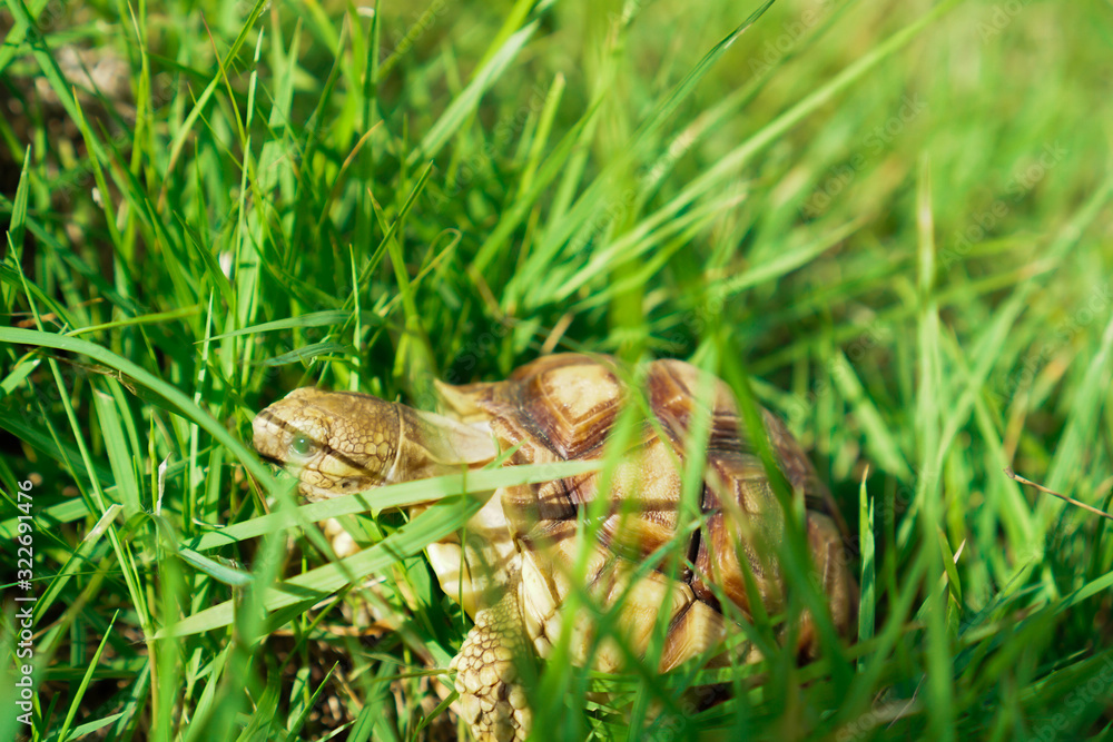 Turtles on the lawn and Suzuka turtles walking on the lawn Turtles on the lawn and Suzuka turtles walking on the lawn