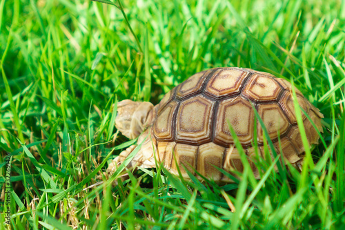 Turtles on the lawn and Suzuka turtles walking on the lawn