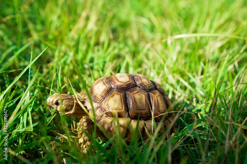 Turtles on the lawn and Suzuka turtles walking on the lawn