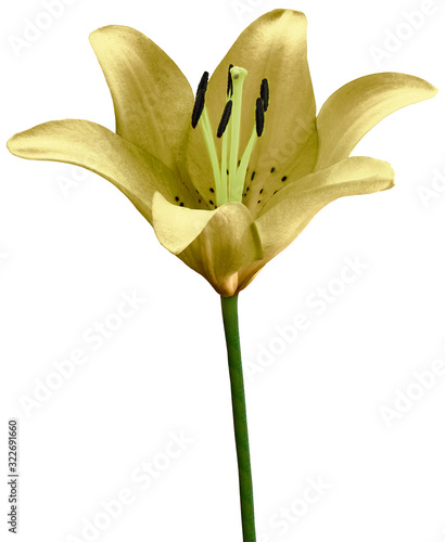 flower yellow lily isolated on white background. Close-up. Flower bud on a green stem. Nature.