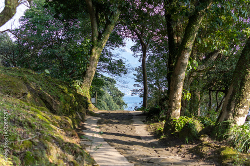 road in forest