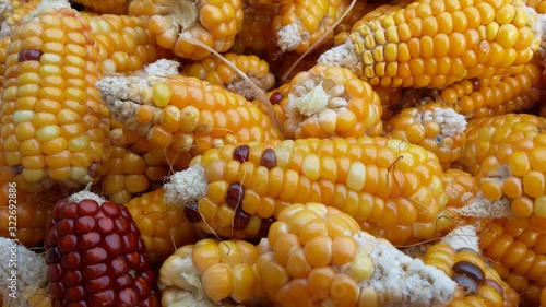 corn of kashmir