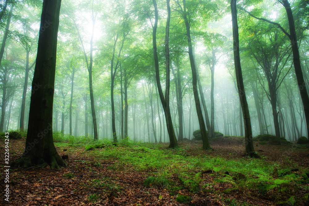 Foggy morning in green forest Foggy morning in green forest