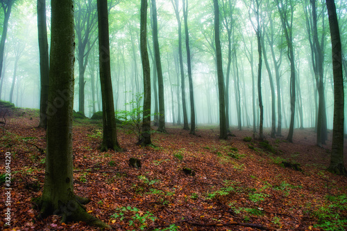 Foggy morning in green forest