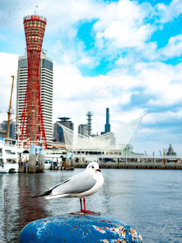 神戸の背景とカモメ photo