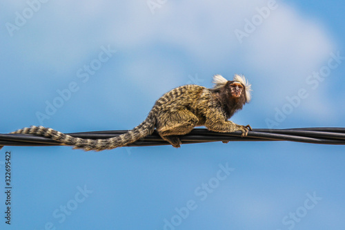 Small Brazilian monkey crawling on electric wires