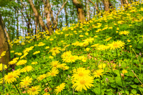 Spring yellow flowers in a forest glade