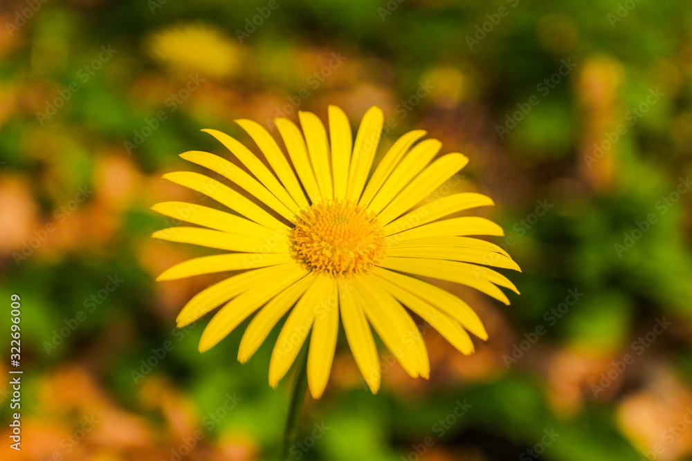 Obraz premium Spring yellow flowers in a forest glade