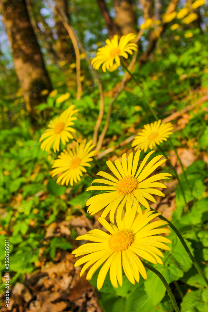 Spring yellow flowers in a forest glade Spring yellow flowers in a forest glade
