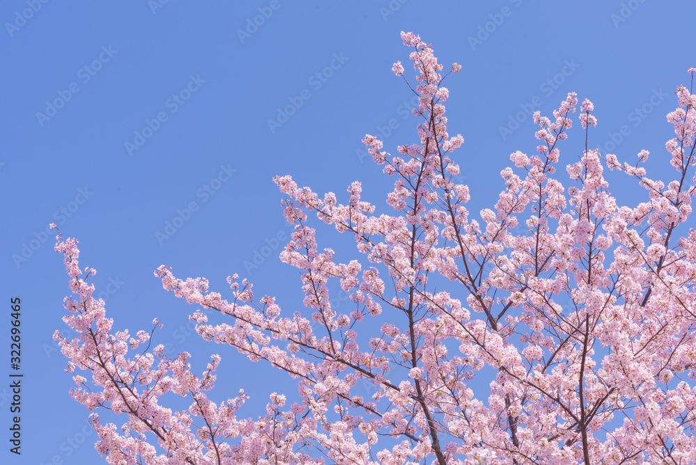 Perfect Cherry blossoms with blue background