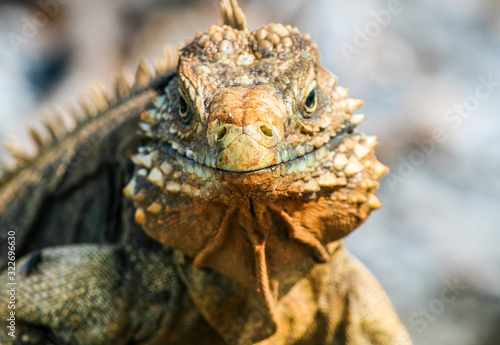 Wild iguanas look