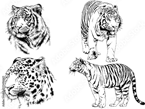 tiger and leopard snarling muzzles drawn in ink by hand  vector without background