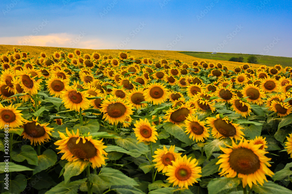 Obraz premium Endless sunflower field on the background of blue sky in the Caucasus