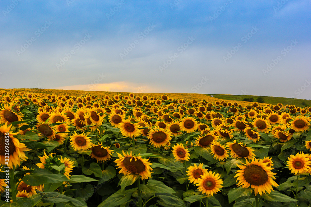 Fototapeta premium Endless sunflower field on the background of blue sky in the Caucasus