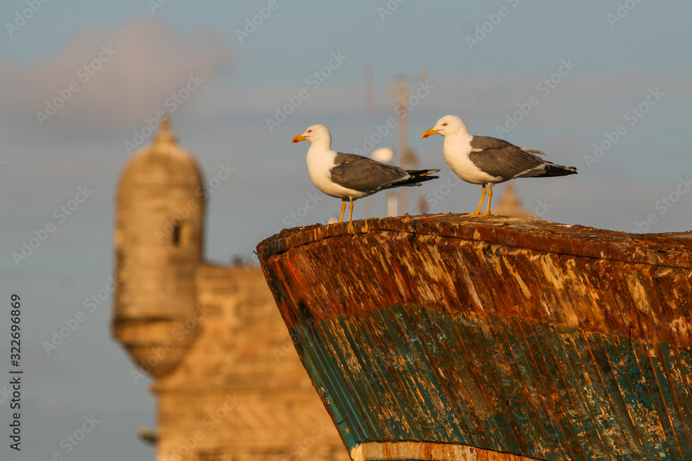 Seagull closeup sitting on a rusty old ship on the background of a vintage fortress Seagull closeup sitting on a rusty old ship on the background of a vintage fortress
