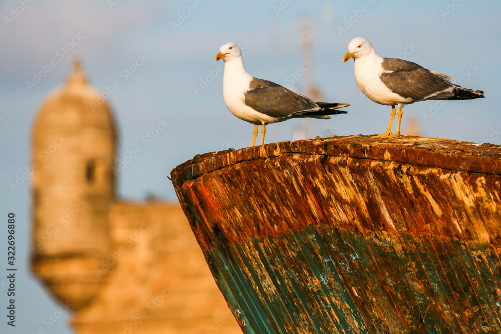 Seagull closeup sitting on a rusty old ship on the background of a vintage fortress Seagull closeup sitting on a rusty old ship on the background of a vintage fortress