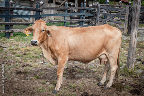 Vacas en el Campo Para Ordeñar