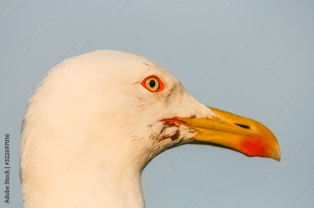 seagull's head close-up at sunset on the walls of the medina