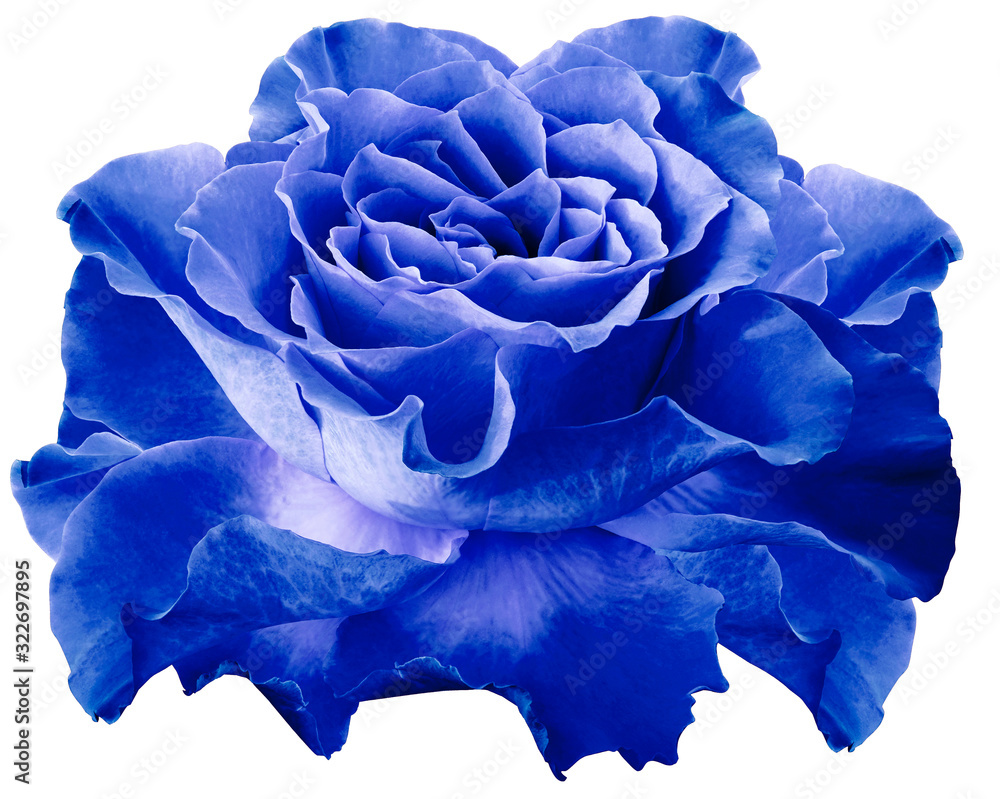 Rose blue. flower on white isolated background with clipping path. Closeup. For design. Nature. Rose blue. flower on white isolated background with clipping path. Closeup. For design. Nature.