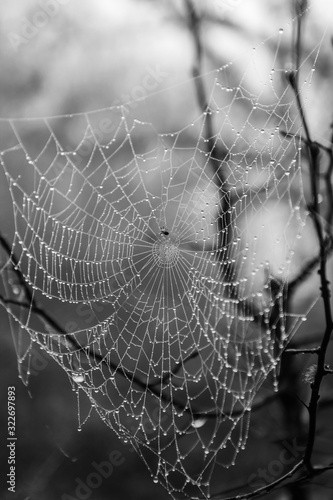 Spider web with dew on the branch in a misty autumn forest