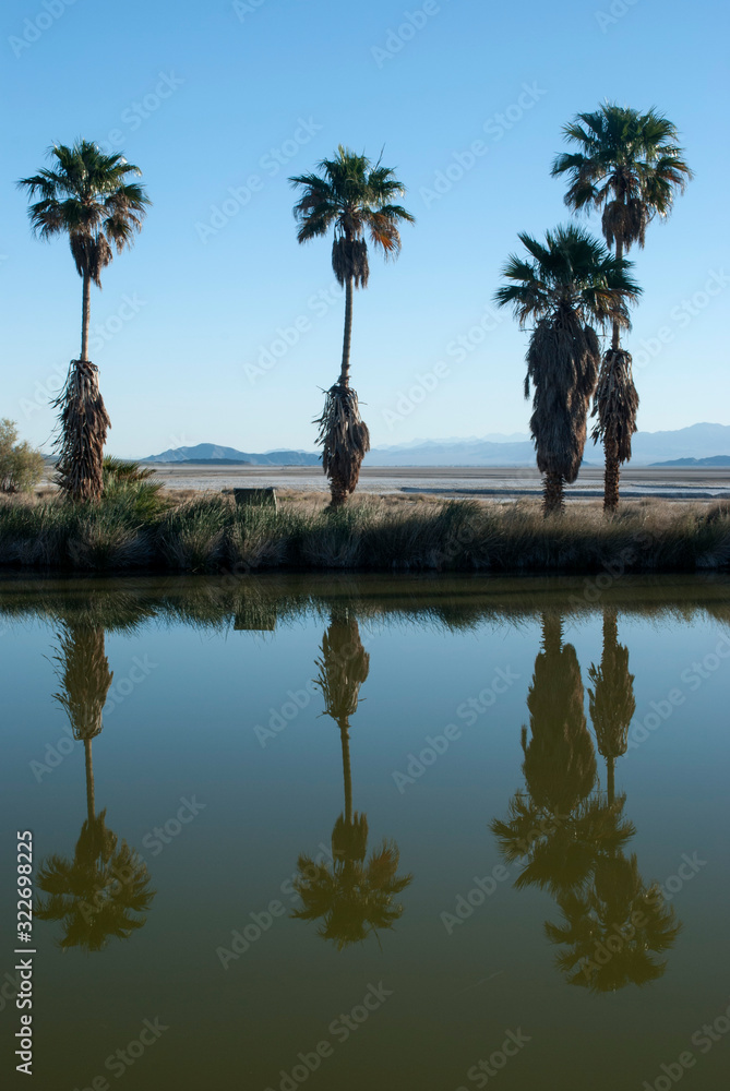 Obraz premium palm trees reflection in this he desert