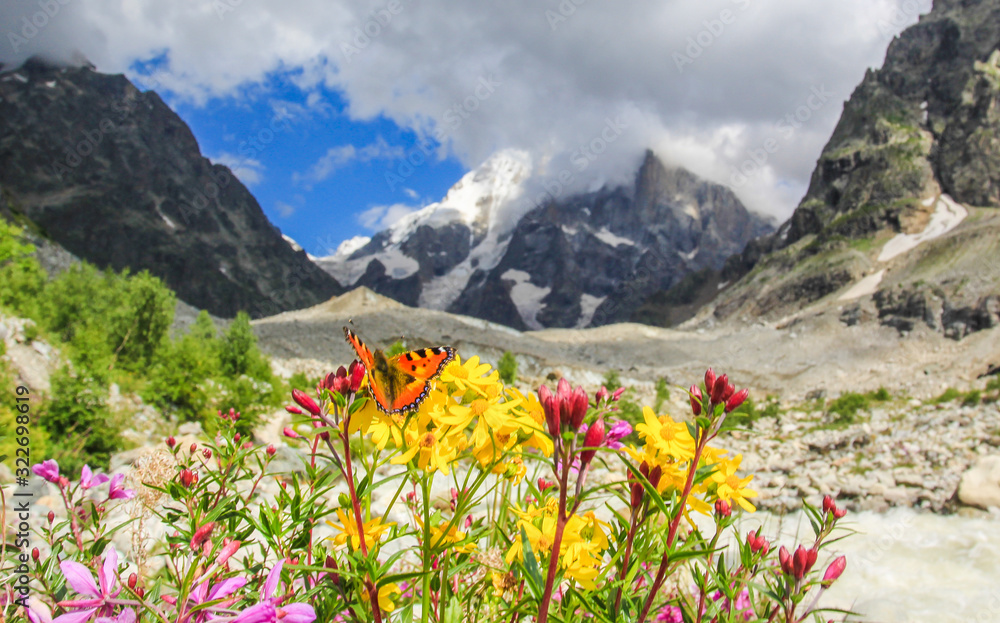 Fototapeta premium Bright flowers on alpine meadows in the background of the Caucasus Mountains of Georgia