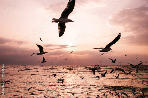Flock of Seagull birds flying over peaceful sea at Bang Pu, Samut Prakarn near Bangkok - Thailand photo