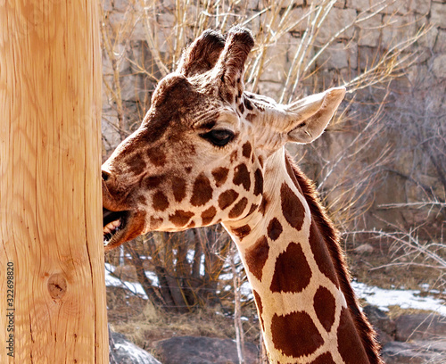Photography portrait of giraffe