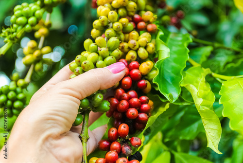 Fruit of the coffee tree in women's hands on Dominican plantations