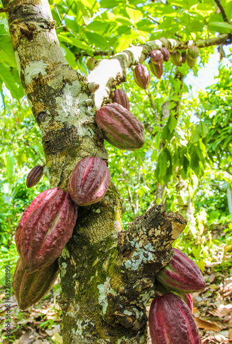 Ripe fruits of the cacao tree on tropical farm