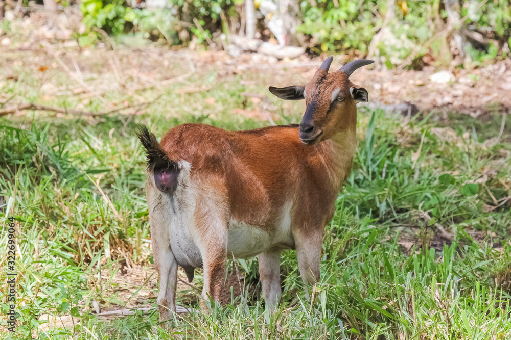 Fototapeta premium Concerned goat grazing on a lush meadow