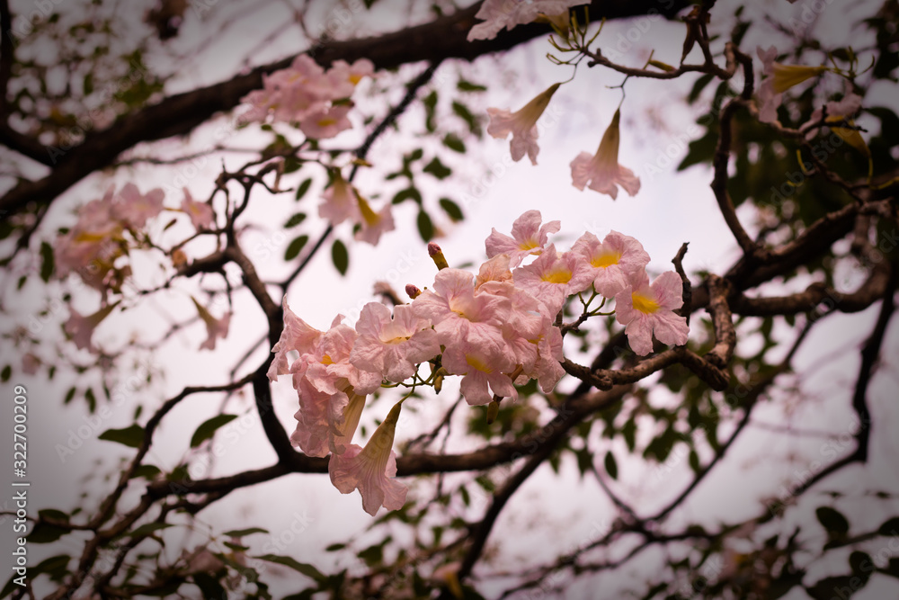 Obraz premium garden natural leaf