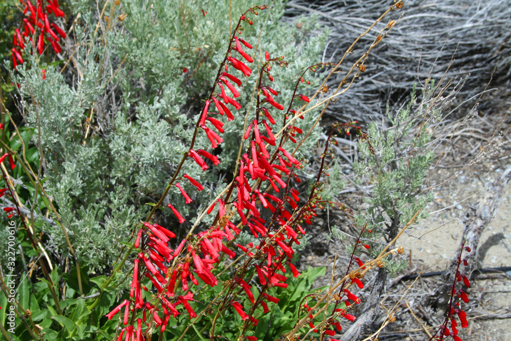 California Fuchsia (CA 04806)