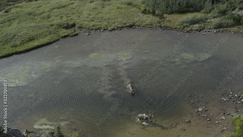 Canadian Moose grazing in tormented Valley. Canadian Moose grazing in tormented Valley.