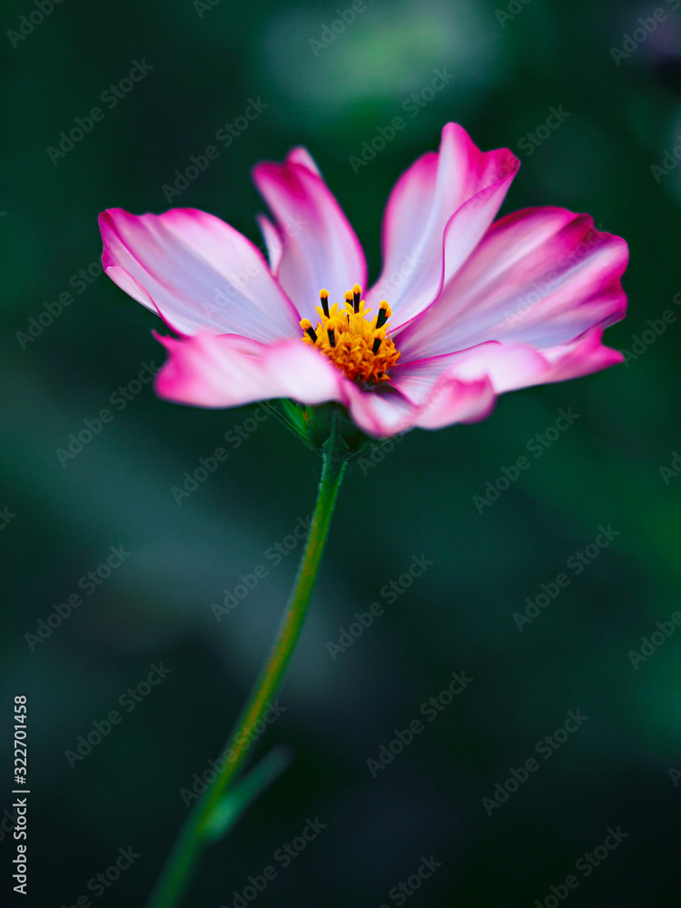 Obraz premium Single cosmos blooming on a dark green bokeh background