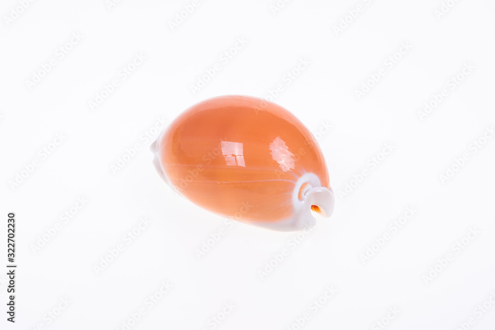 Fototapeta premium Sea shells on white background.